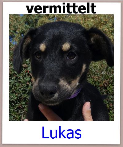 Novo Tierschutz Zypern Hund prof