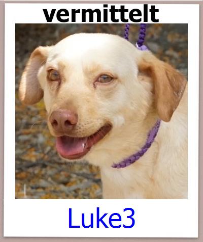 Luke3 Tierschutz Zypern Hund prof