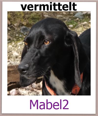 Mabel2 Tierschutz Zypern Hund prof