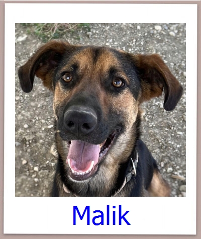 Malik Tierschutz Zypern Hund prof