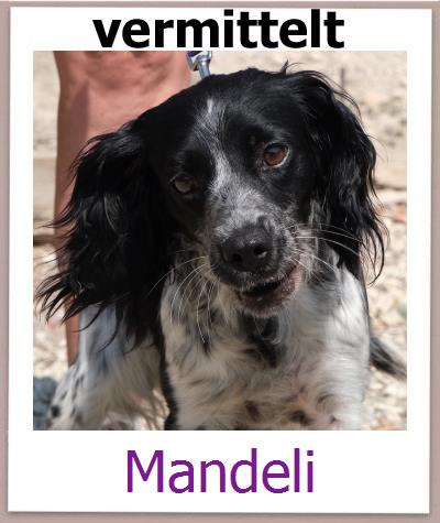 Mandeli Tierschutz Zypern Hund prof