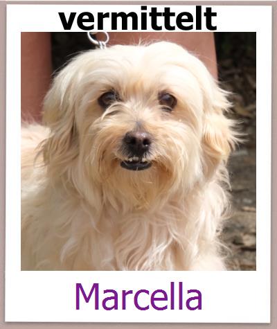 Marcella Tierschutz Zypern Hund prof