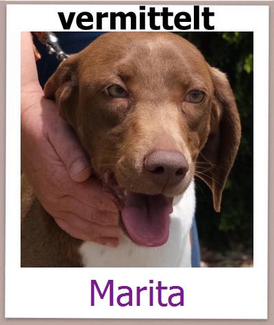 Marita Tierschutz Zypern Hund prof
