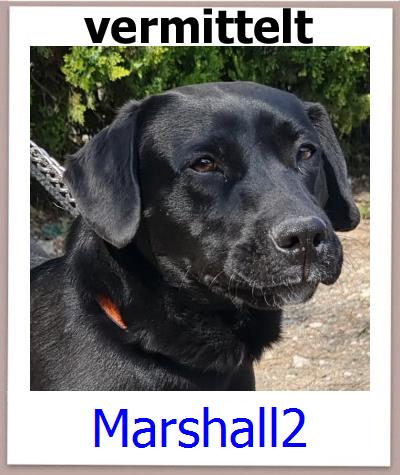 Marshall2 Tierschutz Zypern Hund prof