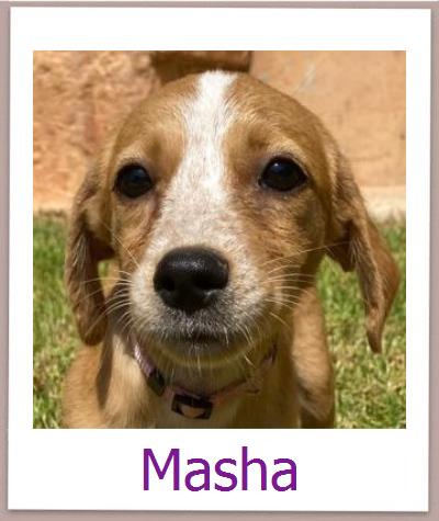 Masha Tierschutz Zypern Hund prof