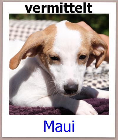 Maui Tierschutz Zypern Hund prof