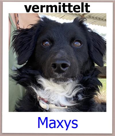 Maxys Tierschutz Zypern Hund prof