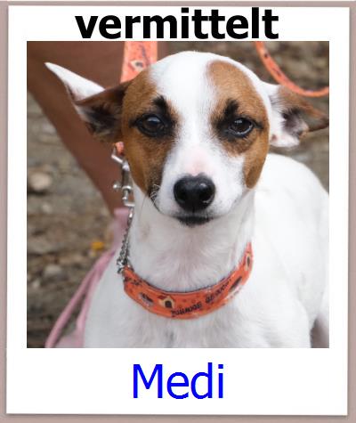 Medi Tierschutz Zypern Hund prof