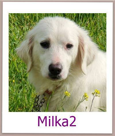 Milka2 Tierschutz Zypern Hund 1prof
