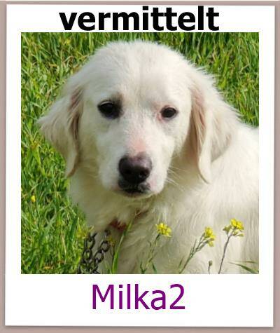 Milka2 Tierschutz Zypern Hund prof