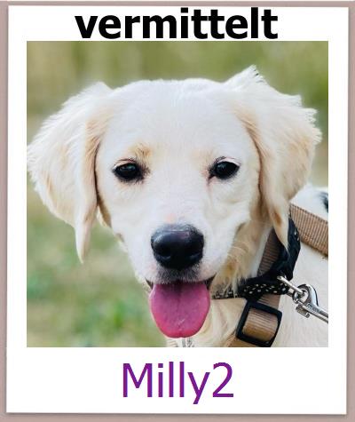 Milly2 Tierschutz Zypern Hund prof