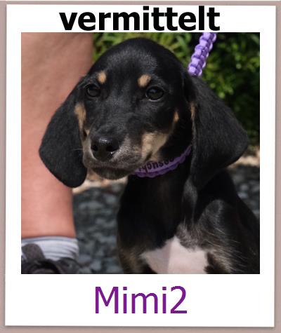 Mimi2 Tierschutz Zypern Hund prof