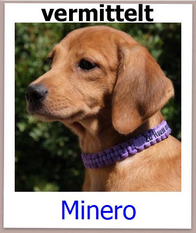 Minero Tierschutz Zypern Hund prof