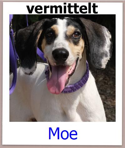 Moe Tierschutz Zypern Hund prof