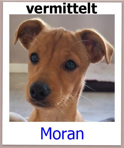 Moran Tierschutz Zypern Hund prof
