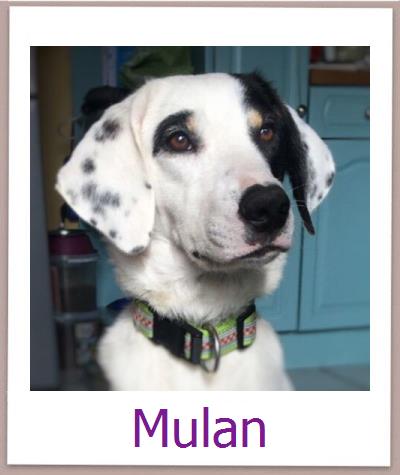 Gavin Tierschutz Zypern Hund prof