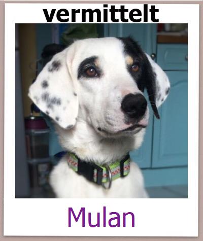 Mulan Tierschutz Zypern Hund prof