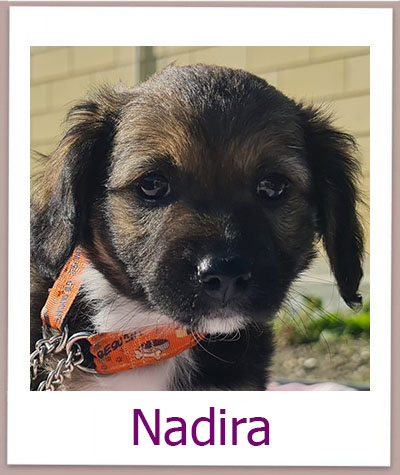 Nadira Tierschutz Zypern Hund prof
