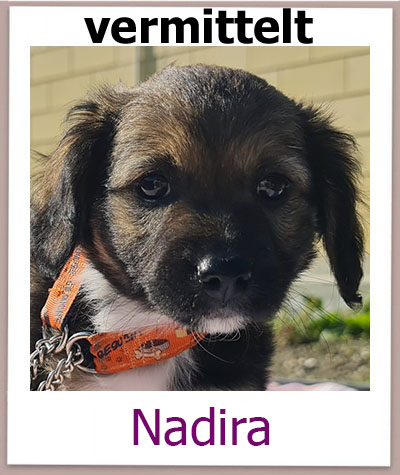 Nadira Tierschutz Zypern Hund prof