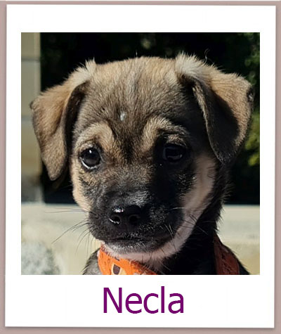 Necla Tierschutz Zypern Hund prof