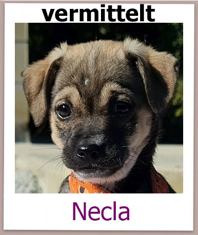 Necla Tierschutz Zypern Hund prof