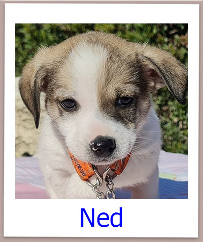 Ned Tierschutz Zypern Hund prof