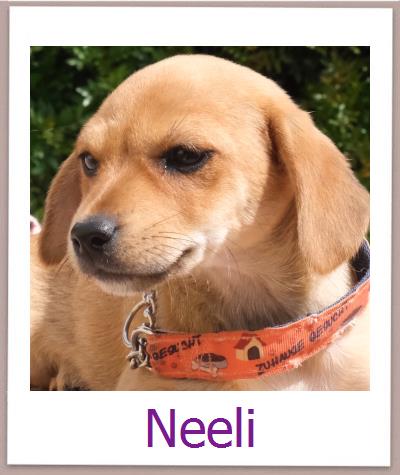 Neeli Tierschutz Zypern Hund prof