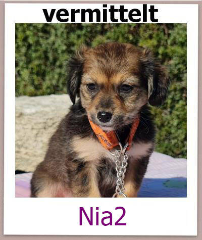 Nia2 Tierschutz Zypern Hund res