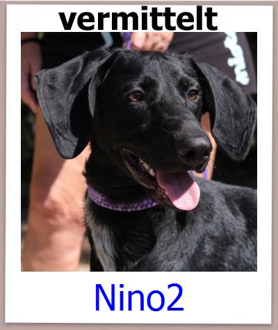 Nino2 Tierschutz Zypern Hund prof