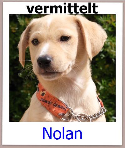 Nolan Tierschutz Zypern Hund prof