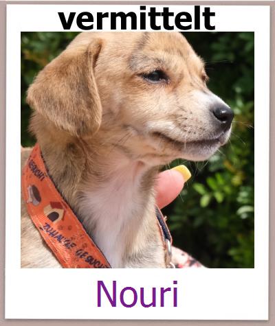 Nouri Tierschutz Zypern Hund prof