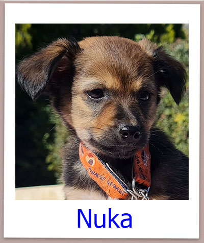 Nuka Tierschutz Zypern Hund prof