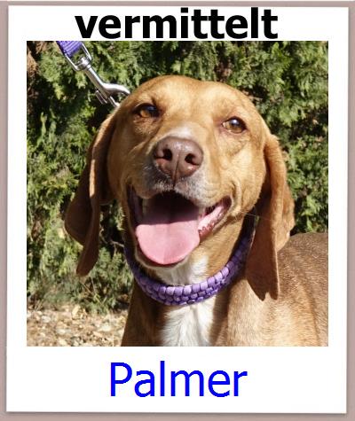 Palmer Tierschutz Zypern Hund prof