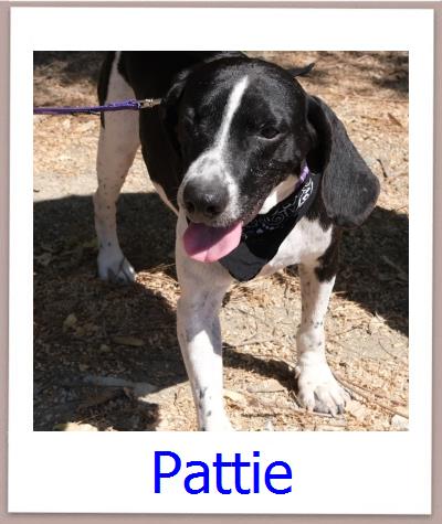 Pattie Tierschutz Zypern Hund prof