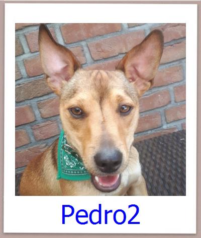 Pedro2 Tierschutz Zypern Hund prof
