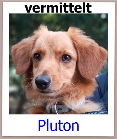 Pluton Tierschutz Zypern Hund prof