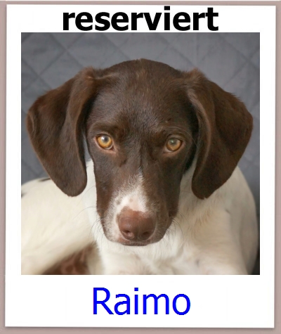 Raimo