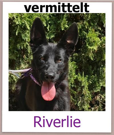 Riverlie Tierschutz Zypern Hund prof