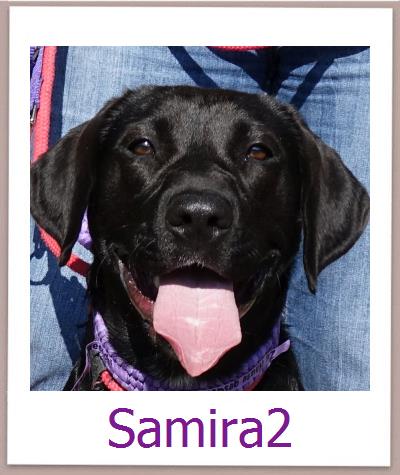 Samira2 Tierschutz Zypern Hund prof
