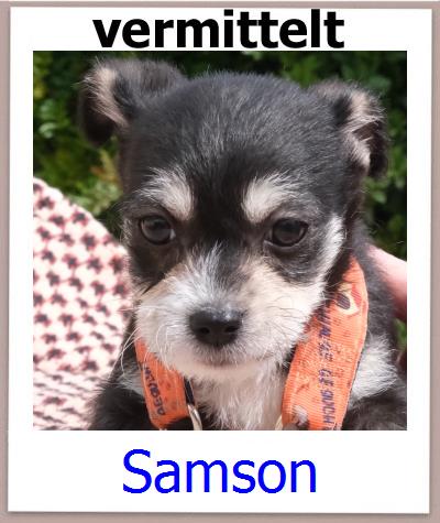 Samson Tierschutz Zypern Hund prof