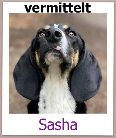 Sasha Tierschutz Zypern Hund prof