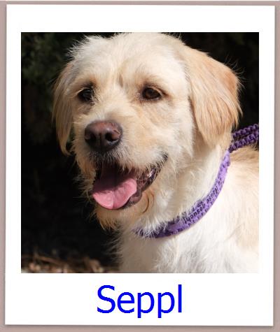 Seppl Tierschutz Zypern Hund prof
