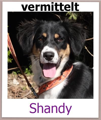 Shandy Tierschutz Zypern Hund prof