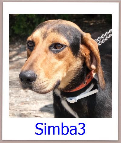 Simba3 Tierschutz Zypern Hund prof