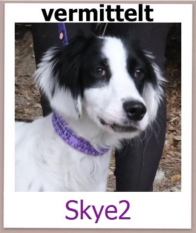 Skye2 Tierschutz Zypern Hund prof