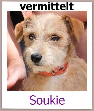Soukie Tierschutz Zypern Hund prof