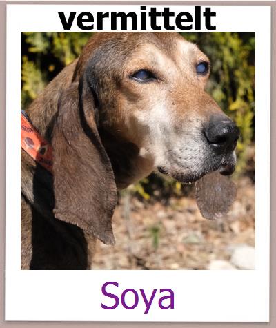 Soya Tierschutz Zypern Hund prof