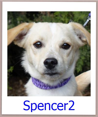 Spencer2 Tierschutz Zypern Hund prof
