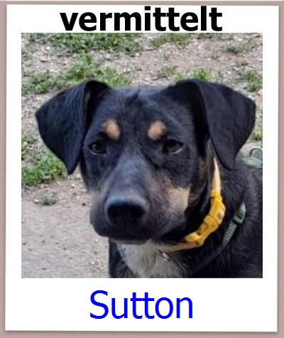Sutton Tierschutz Zypern Hund prof