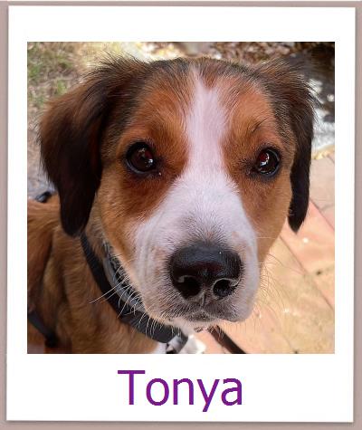 Tonya Tierschutz Zypern Hund prof